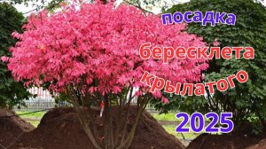 Бересклет крылатый. Правильная подготовка и посадка.