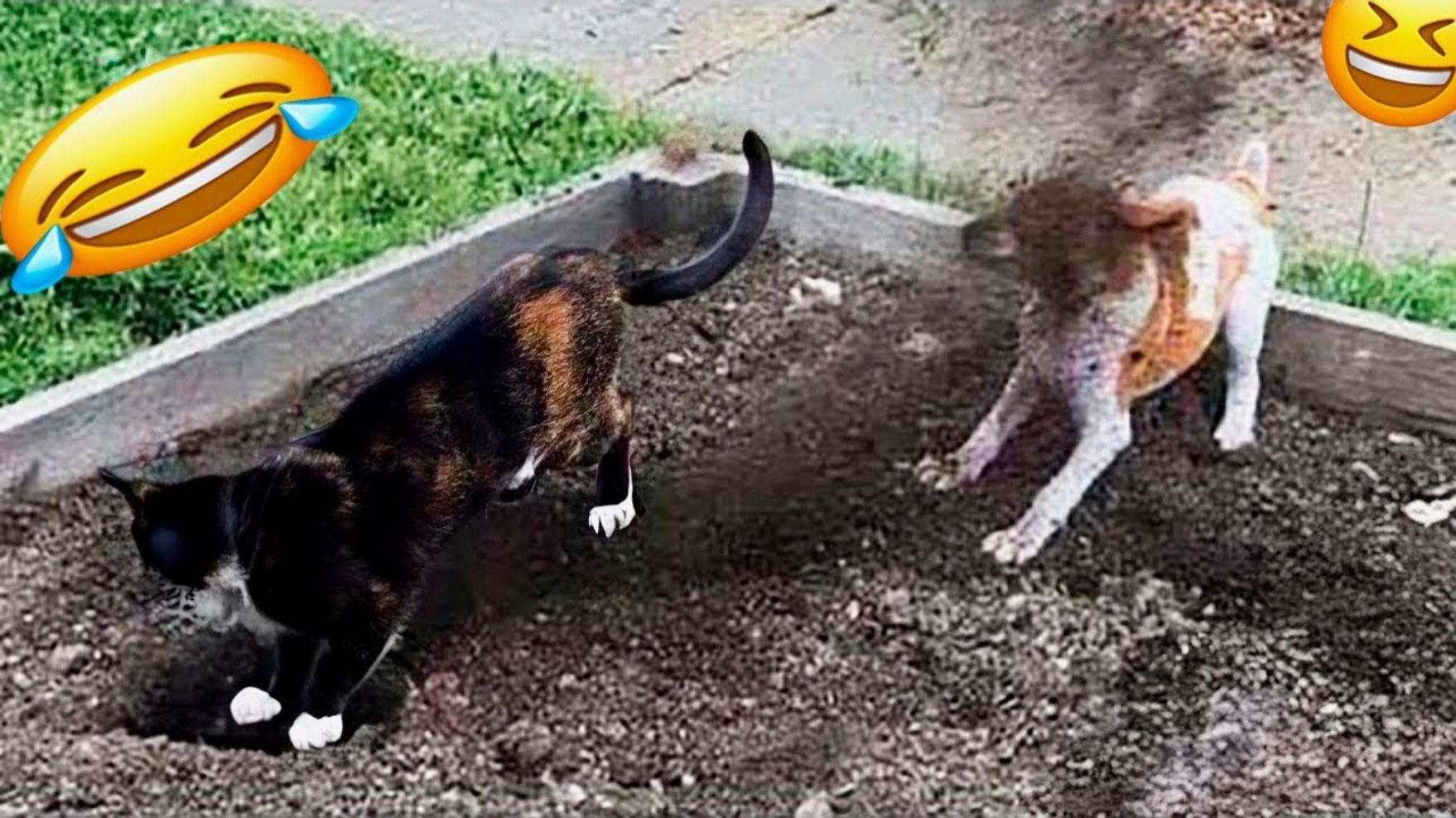 ВИДЕО ПРИКОЛЫ С ЖИВОТНЫМИ Засмеялся — проиграл Лучшие смешные видео с кошками и собаками смотреть онлайн