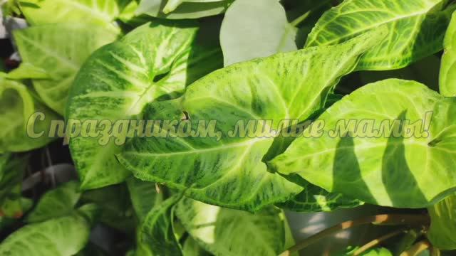 С днём матери