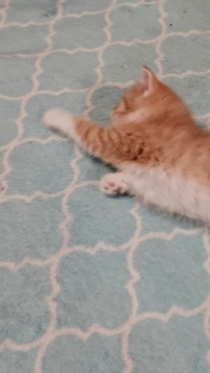 А вот и котенок!