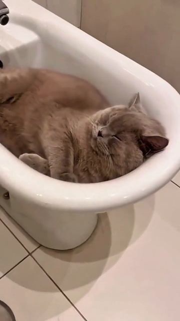 КОТИКИ🤣🤣🤣🤣🤣 смотреть онлайн