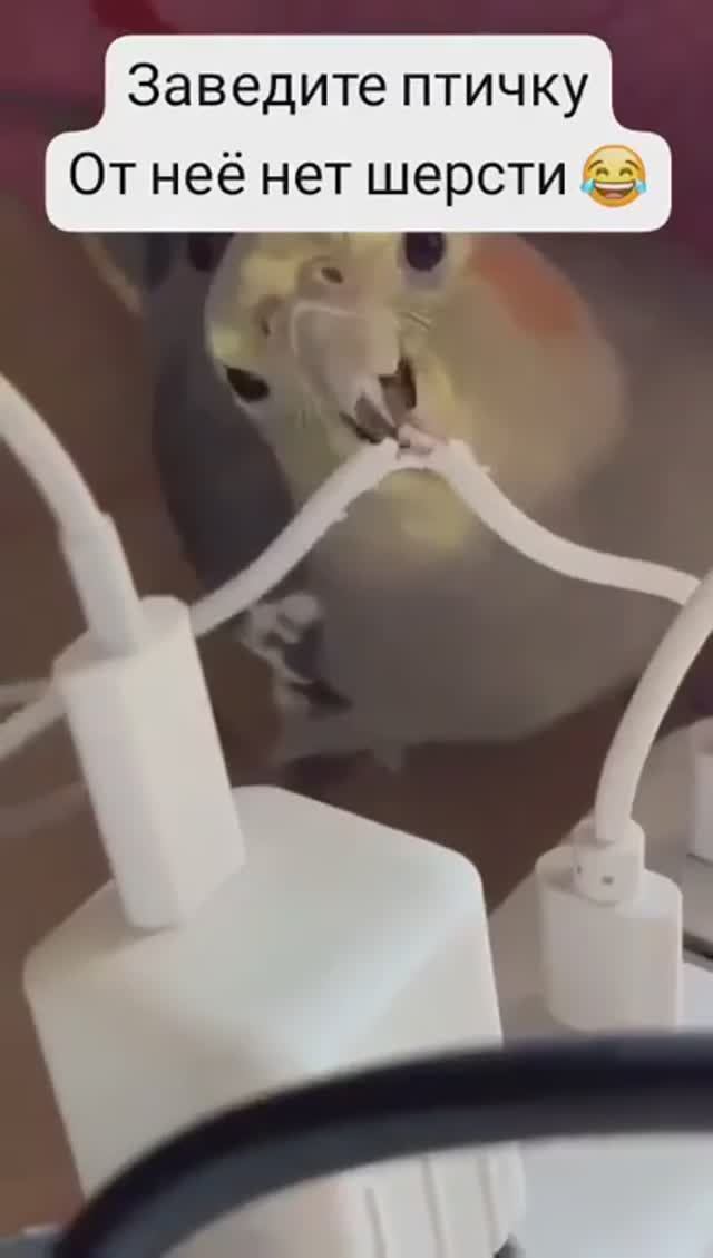 🦜😂 ЗАВЕДИ ПТИЧКУ — ОТ НЕЁ НЕТ ШЕРСТИ! - говорили они....