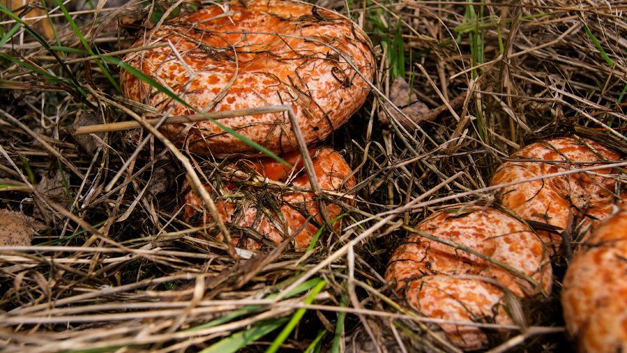 Покажу наши любимые грибные места смотреть онлайн