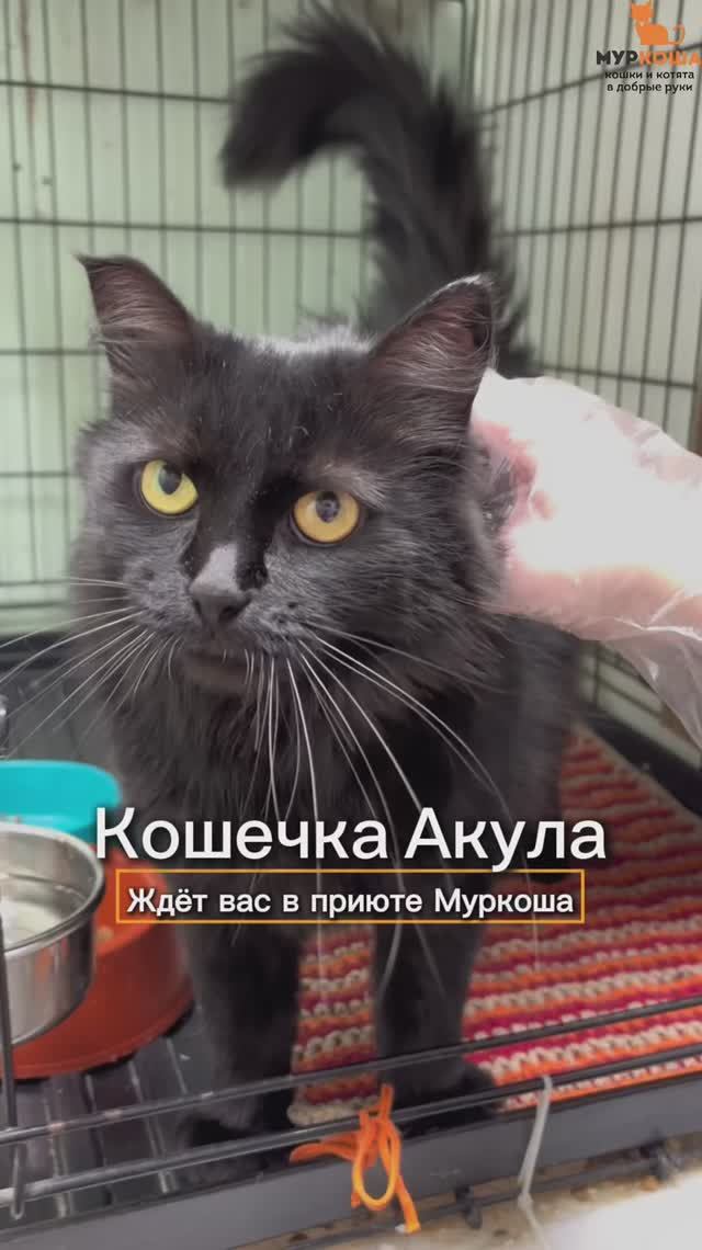 Акула (уже дома) смотреть онлайн