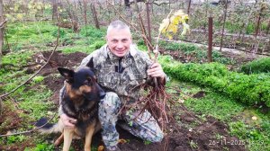 Начинаем выкапывать саженцы винограда