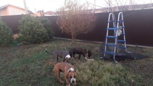 Амстафф. Гуляем.