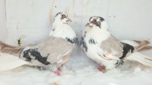 сезон 2025. Поднимаем молодняк николаевских голубей. Олег Костяков. т.89276513003