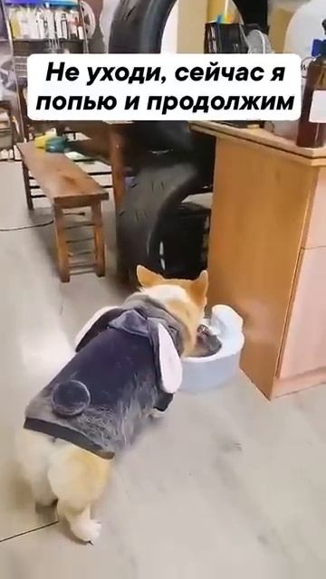 Разборки собак смотреть онлайн