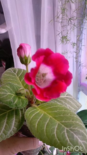 Полочка красоты 🤗🙏🙏❤☘️☘️
Цветущие глоксинии 🌱🌱
#глоксиния смотреть онлайн