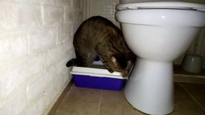 кошка прячет какашки