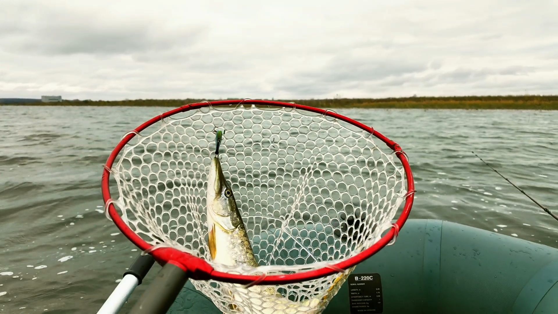 Ратлины выручили