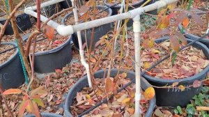 Как сохранить урожай голубики.