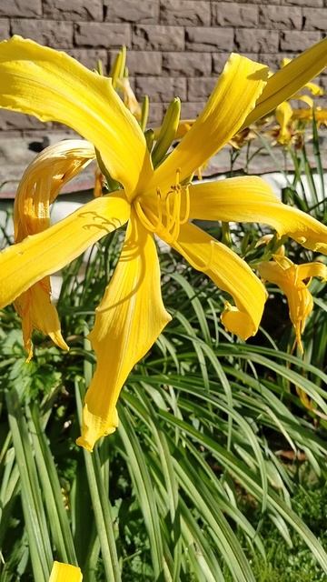 Лилейник спайдер сорта 'Киндли Лайт' в нашем саду 2025 смотреть онлайн