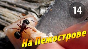 #14 Днёвка на Пежострове - Чупинская кругосветка 2025