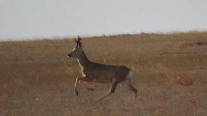 Свобода в каждом шаге!