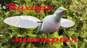 Чучело махокрыл Вяхиря