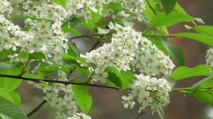 Черёмуха на цвету. Весна. 03