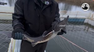 Осетровая ферма на 10 тонн осетра.