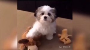 Смешные собаки
