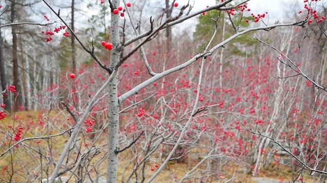 Slow TV. Аракульские Шиханы.