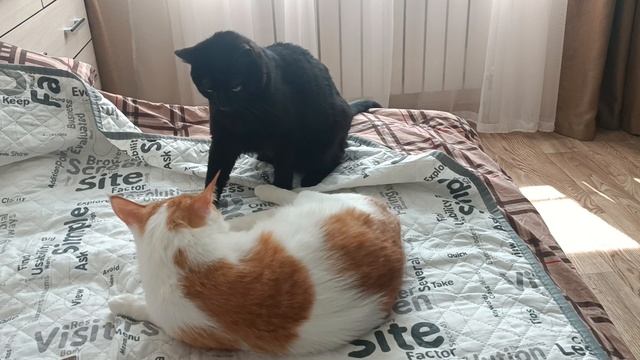 1000039657.mp4 смотреть онлайн