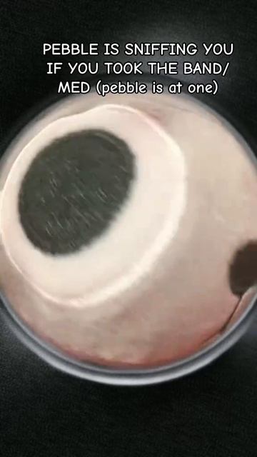 Кому нухоча пебла? смотреть онлайн