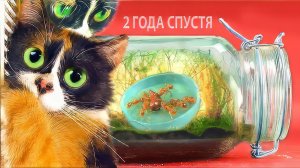 ВЕЧНЫЙ ТЕРРАРИУМ - [2 ГОДА СПУСТЯ]