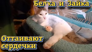 Белка и Зайка. Оттаивают сердечки.