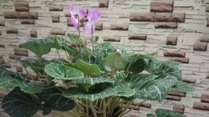 Цикламен. 26 ноября 2025