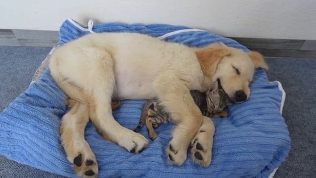 Реакция золотистого ретривера на то, что он впервые увидел дома незнакомого котёнка - 2025 год смотреть онлайн