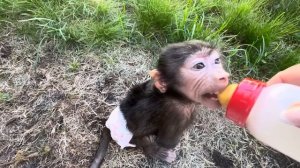 Завтрак на траве для Финика и Анфисы, Финик наелся и лег спать на солнышке,а Анфиса его охраняет)