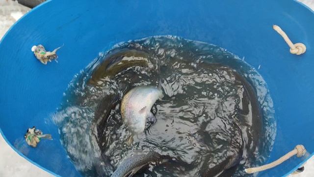 Первая партия Карельской форели. смотреть онлайн