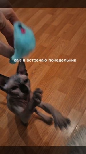 Как я встречаю понедельник #shorts #прикол #мем #кот #юмор