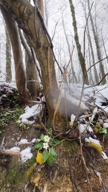 “Тает снег” песня на стихи Дениса Чебакова смотреть онлайн
