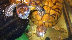 Красноухие черепахи 🐢 утро 26-11-2025. Умная колонка Маруся рассказывает анекдоты!