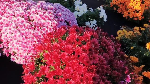 ПОДГОТОВКА ХРИЗАНТЕМЫ К ЗИМОВКЕ. РАБОТА НА УЧАСТКЕ.