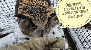 Лось Степан красивеет за забором.Я докопалась до копающего Артёма и до совы Ёль, а сыч Лучик до меня