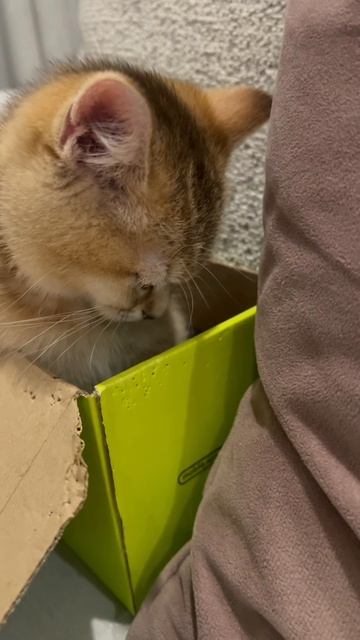 Котята любят коробки - почему!? смотреть онлайн