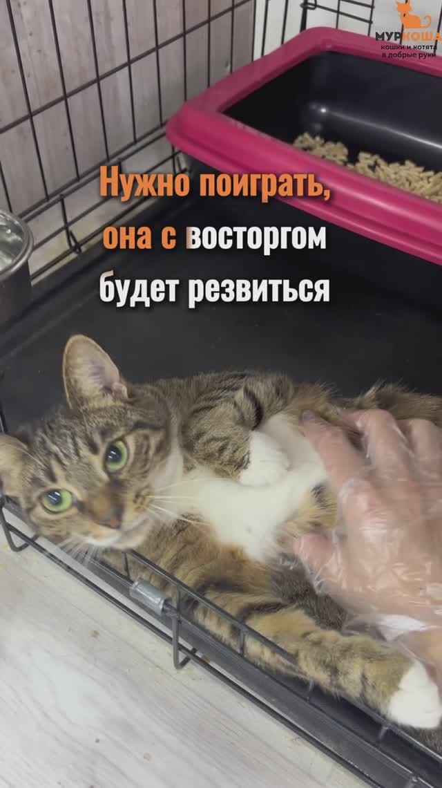 Панси ждёт вас в приюте #Муркоша смотреть онлайн