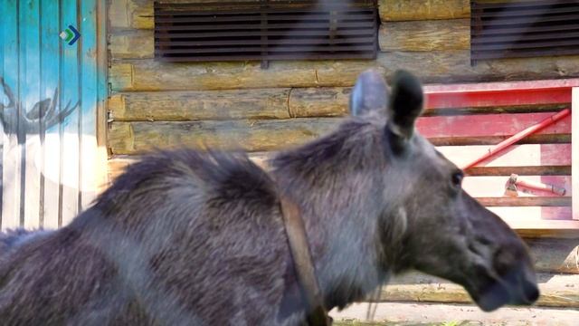 Пусть меня научат. Лосеферма. 25.11.2025 смотреть онлайн