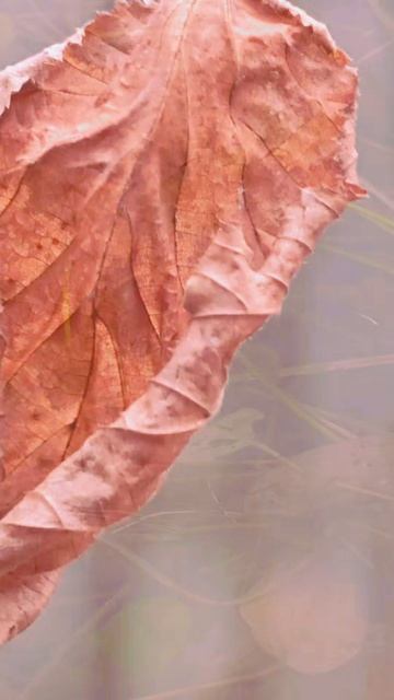 Светлое озеро. смотреть онлайн