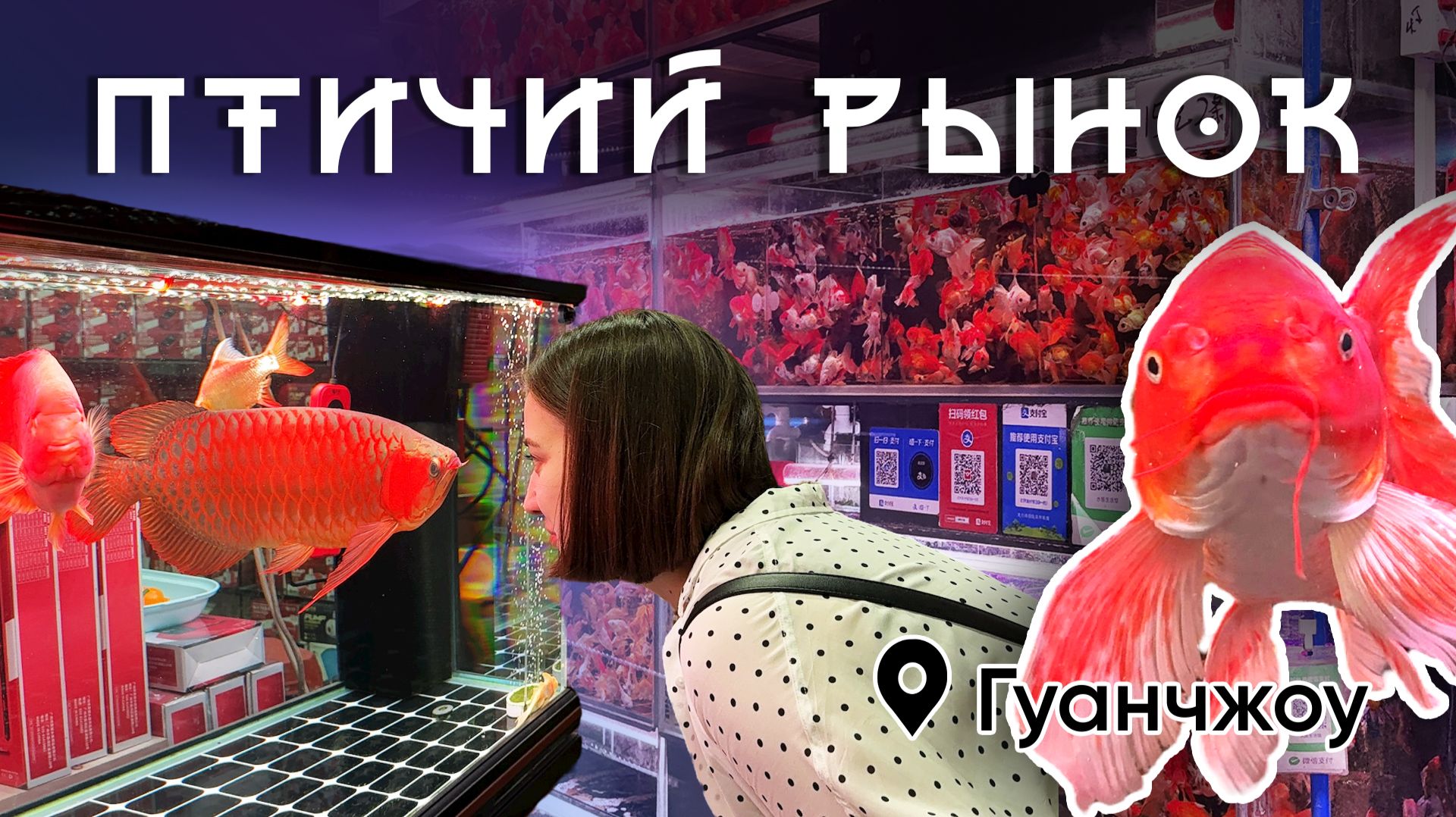 Экзоменю в Китае. Птичий рынок в Гуанчжоу. Часть 2. смотреть онлайн
