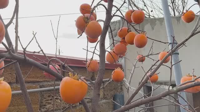 Наш участок в Крыму в ноябре Часть 1