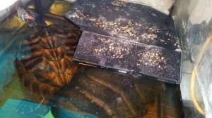 красноухая черепаха 🐢 день 26-11-2025. Умная колонка Алиса рассказывает анекдоты!