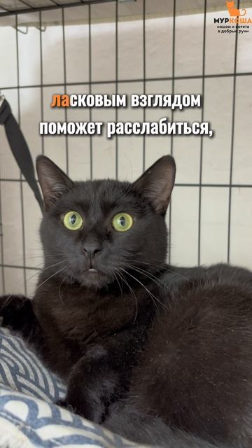 Флексик ждёт вас в приюте #Муркоша смотреть онлайн