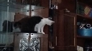 Влог с кошками и собаками как одна семья.Вездесущие кошки.