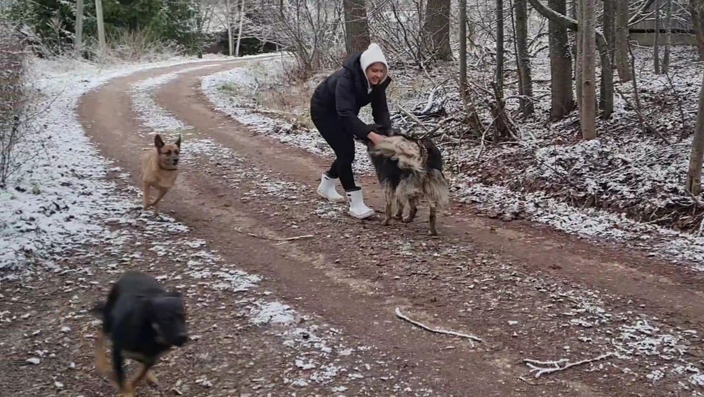 Утро с собаками, берёзовое полешко и деревенский быт смотреть онлайн