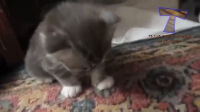 Коты и кошки смотреть онлайн