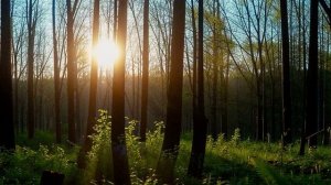 Звуки природы для релаксации и успокоения. Птицы. Утренние звуки