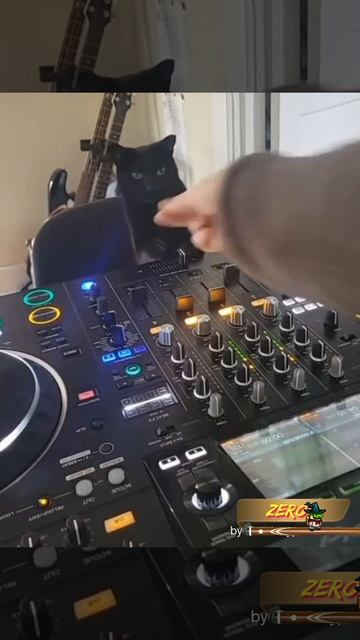 cat dj смотреть онлайн
